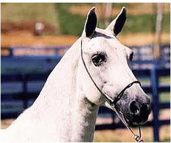 mangalarga marchador stallion